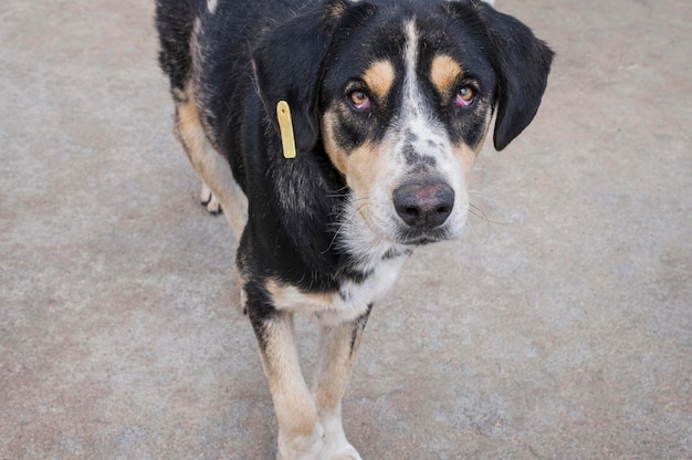 Schattige hond in een opvangcentrum te wachten om door iemand te worden geadopteerd