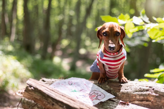 Gratis foto schattige hond in een schattenjacht in het bos