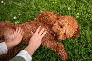 Gratis foto schattige hond in het park in de natuur met eigenaar