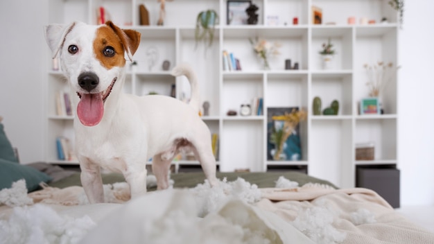 Schattige hond maakt een puinhoop