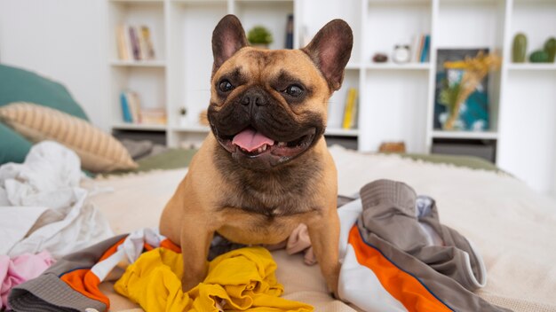 Schattige hond maakt een zooitje met kleren