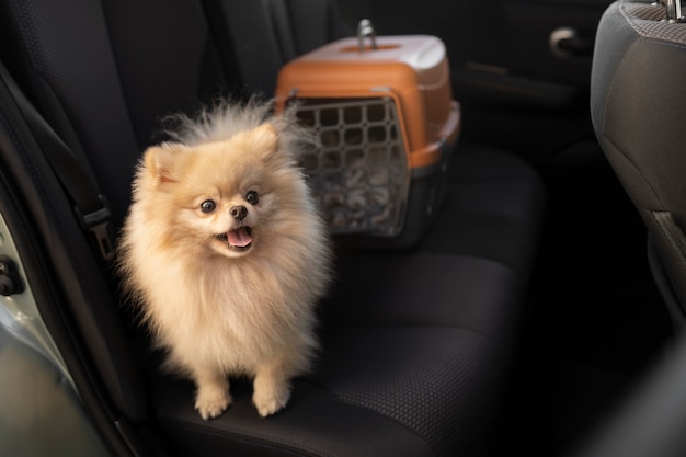 Gratis foto schattige hond met koets in de auto