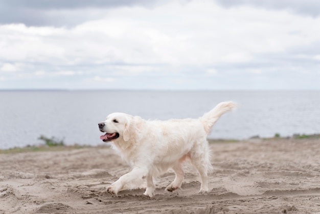 Gratis foto schattige hond wandelen op het strand