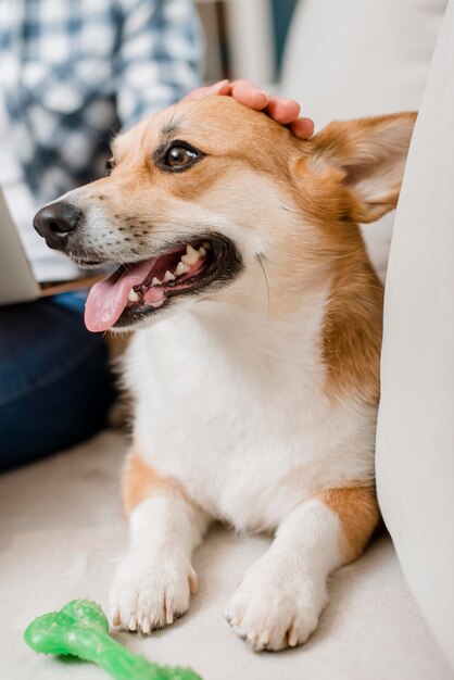 Schattige hond wordt huisdier door vrouw