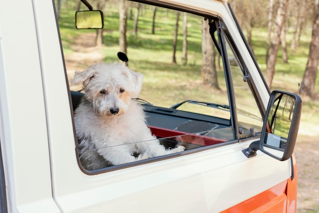 Gratis foto schattige hond zit op autoraam