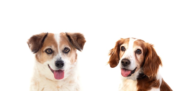 Schattige honden geïsoleerd op een witte achtergrond Premium Foto