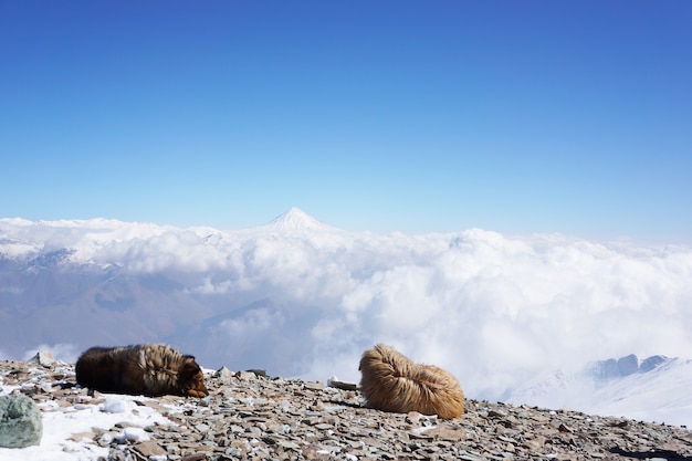 Schattige honden gevangen op de top van een berg met uitzicht op de wolken