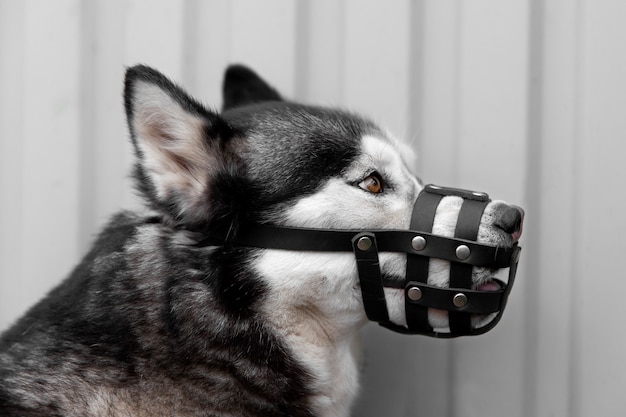 Gratis foto schattige husky hond met muilkorf buitenshuis