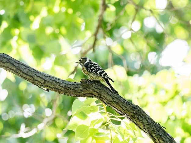 Schattige Japanse pygmee specht zittend op een boomtak tijdens zonnig weer