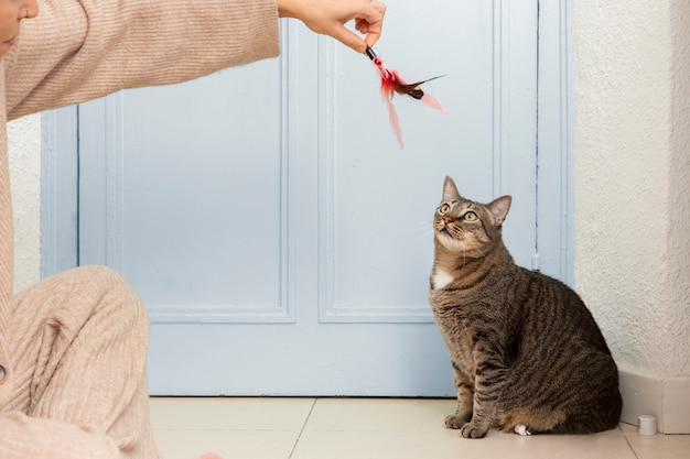 Gratis foto schattige kat die speels is