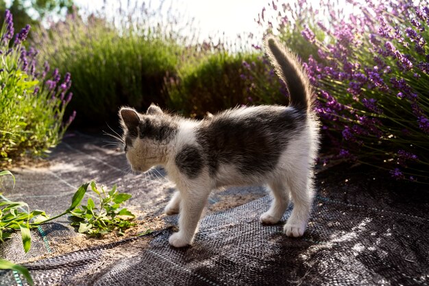 Schattige kat in lavendelveld