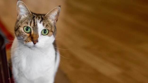 Schattige kat met groene ogen binnenshuis