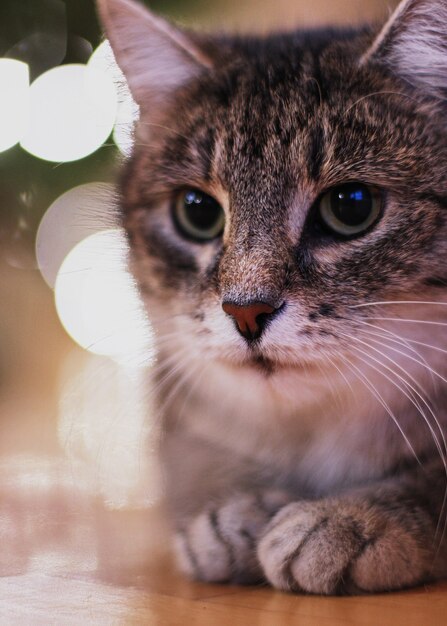 Schattige kat met kerstverlichting