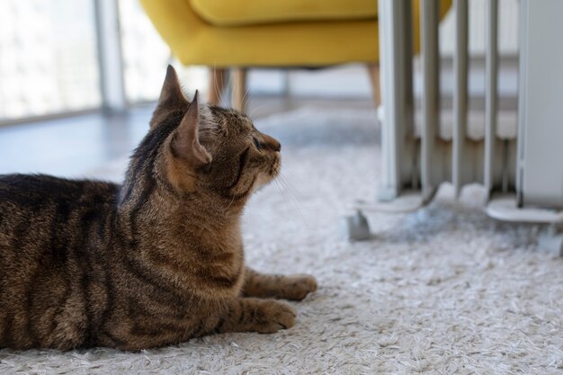 Schattige kat zittend op tapijt in de buurt van verwarming