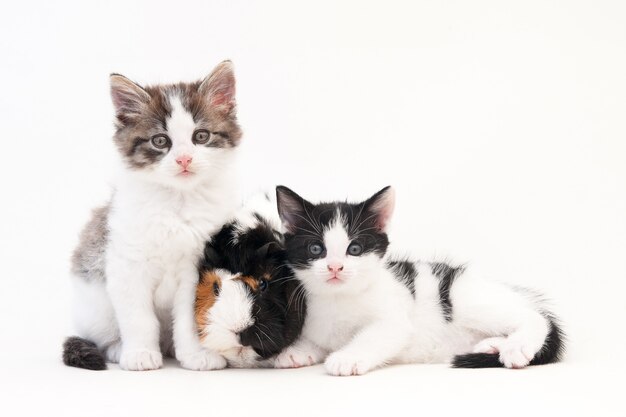 Schattige kittens met pluizig haar zittend op een witte ondergrond met twee cavia's