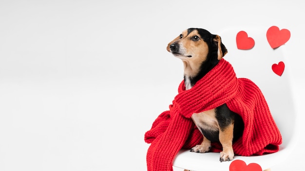 Schattige kleine dieren metgezel bedekt met een sjaal