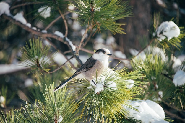 Schattige kleine grijze gaai vogel zat op een besneeuwde sparren tak