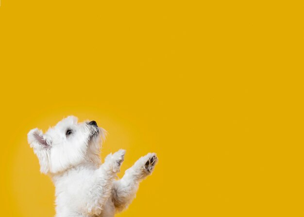 Schattige kleine hond geïsoleerd op geel