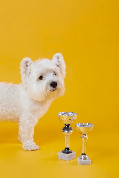 Schattige kleine hond geïsoleerd op geel