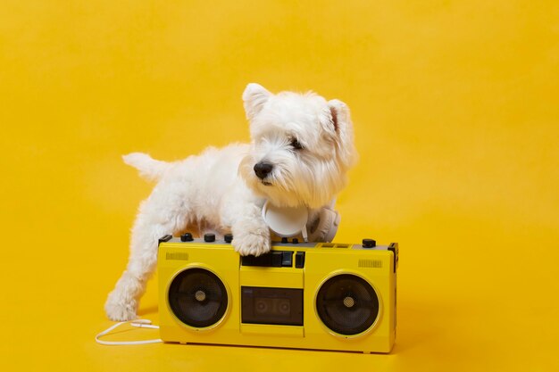 Schattige kleine hond met cassettespeler