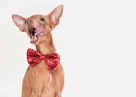 Gratis foto schattige kleine hond met een bowtie