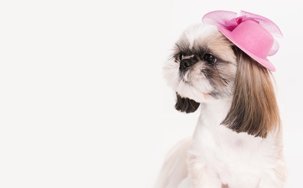 Schattige kleine hond met een hoed