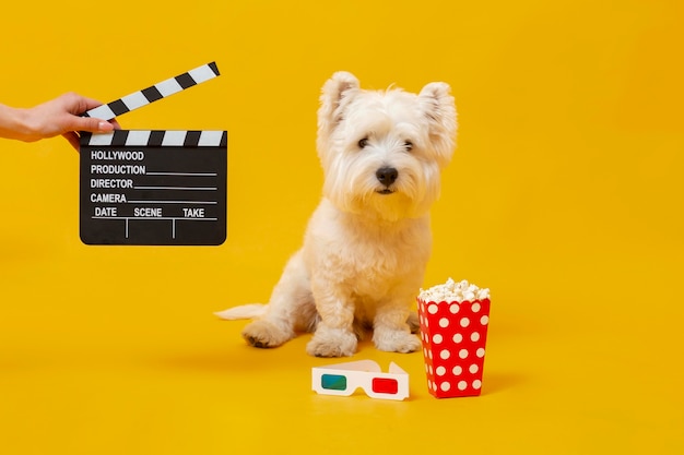 Gratis foto schattige kleine hond met filmelementen