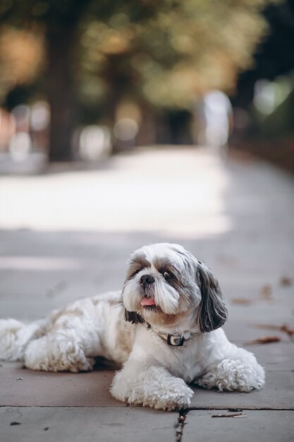 Schattige kleine hond met grote ogen