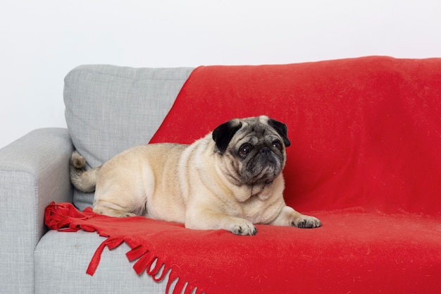 Gratis foto schattige kleine hond op een bank