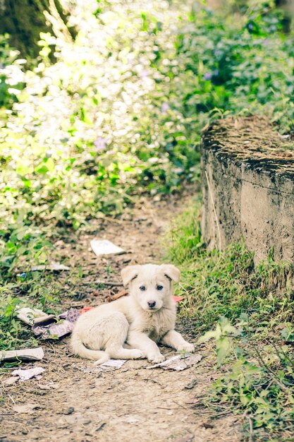 Schattige kleine straathond in het Indiase dorp Malana