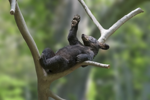 Schattige kleine zwarte beer op een boomtak met onscherpe achtergrond