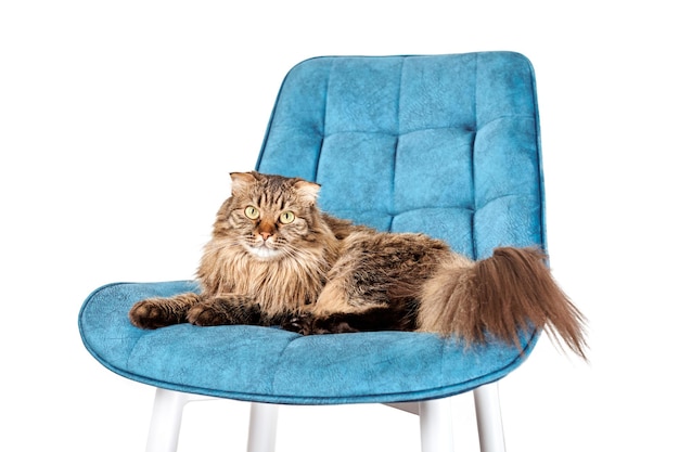 Schattige langharige highland scottish fold kat liggend op turquoise fluwelen stoel, witte studio achtergrond. grappige mooie highland fold poes met grappige oren, groengele ogen en pluizige staart