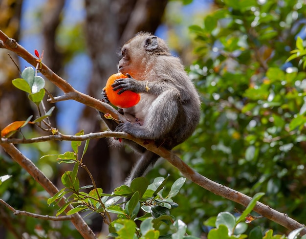 Schattige langstaartmakaak die fruit eet op Mauritius