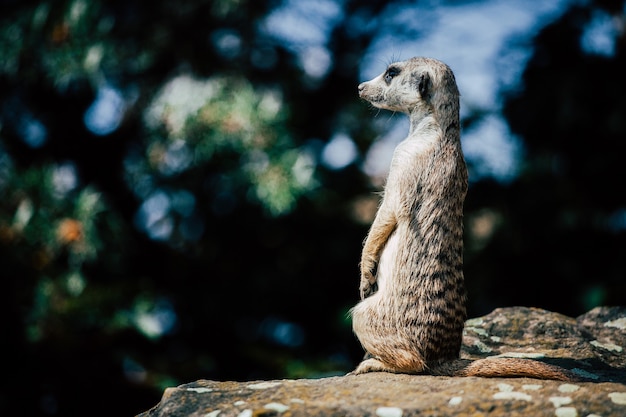 Gratis foto schattige meerkat zittend op een rots
