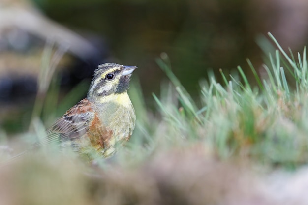 Schattige mus zat overdag aan het meer