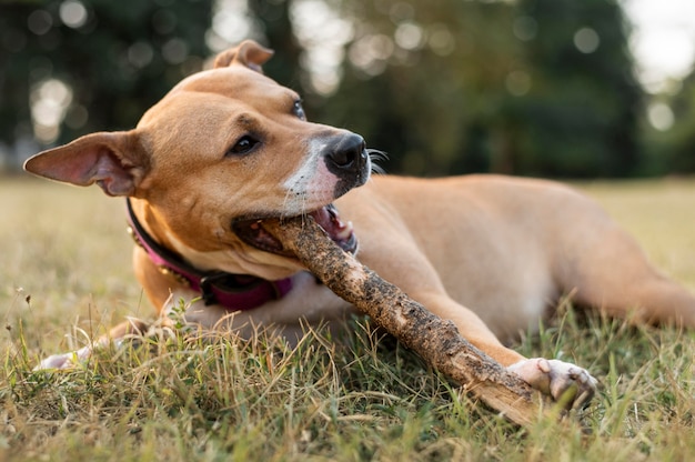 Schattige pitbull-hond die in het gras speelt