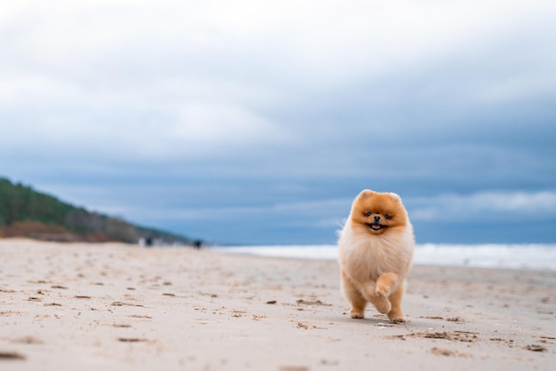Schattige pomeranian spitz-hond die plezier heeft en op het strand rent