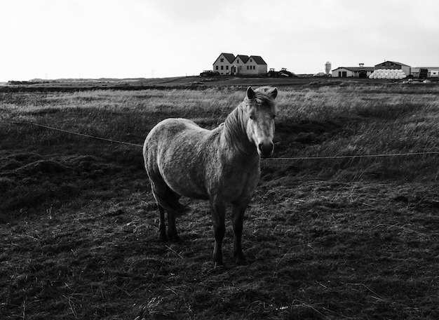 schattige pony staande in een veld
