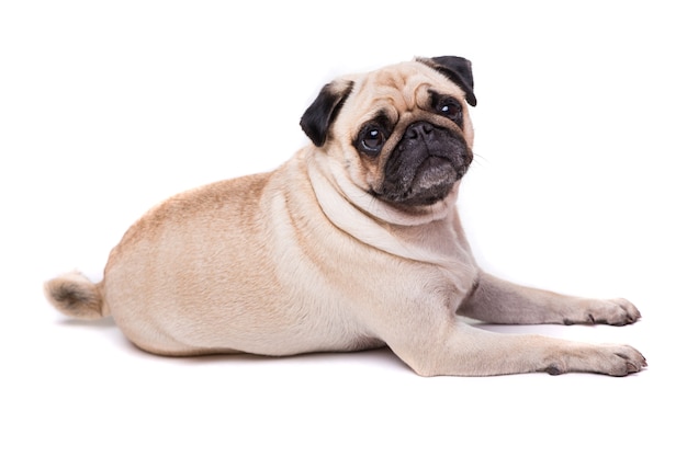 Schattige Pug hond geïsoleerd op een witte muur