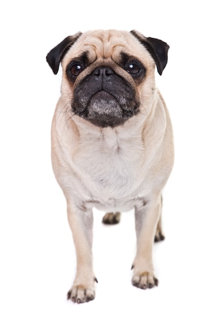 Schattige Pug hond geïsoleerd op een witte muur