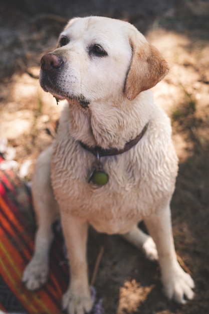 Schattige puppy met zijn oren naar beneden