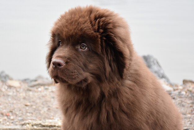 Schattige rasechte bruine Newfie puppyhond aan de waterkant