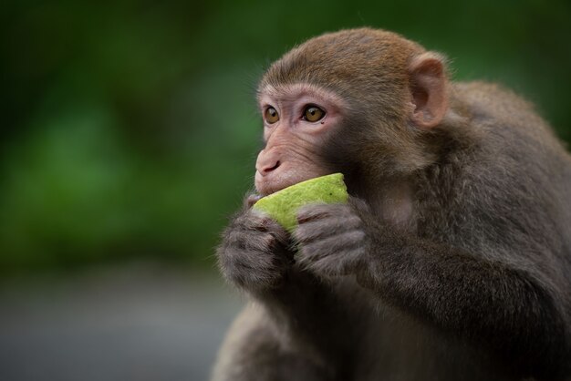 Schattige resusaap (Macaca mulatta) aap aan het eten