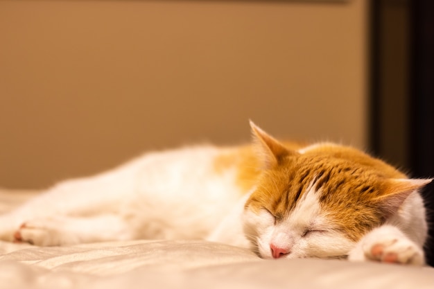 Schattige rode en witte kat slapen in de kamer