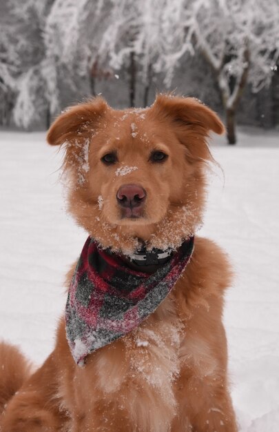 Schattige roze besnuffelde eend tolling retriever hond op een besneeuwde winterdag.