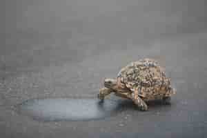 Gratis foto schattige schildpad die overdag op het asfalt loopt