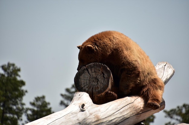 Schattige slapende bruine zwarte beer op een stapel houtblokken