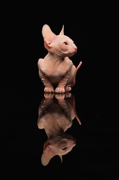 Schattige sphynx kat poesje poseren geïsoleerd over zwarte studio achtergrond