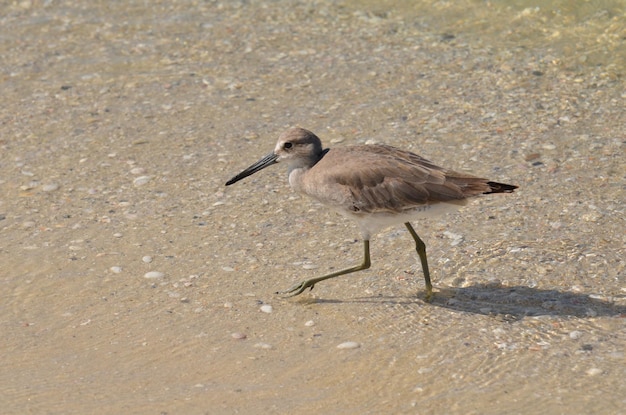 Schattige strandloper wandelen langs in ondiep water in Florida.