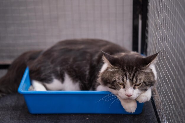 Schattige tweekleurige kat rustend in een kleine blauwe doos